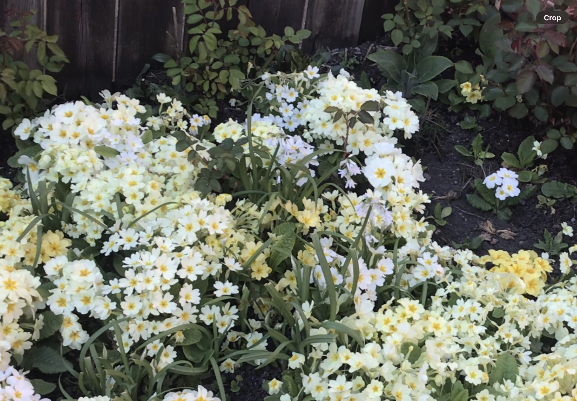 Your Garden Pollyannas